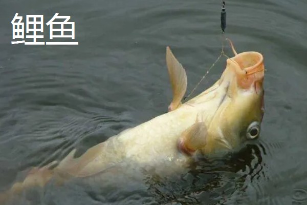 5号千又钩搭配几号子线,适合与4.0号子线、5.0号主线一起使用