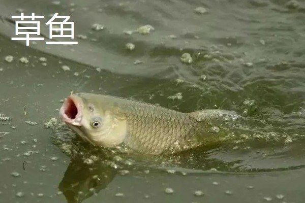 5号千又钩搭配几号子线,适合与4.0号子线、5.0号主线一起使用