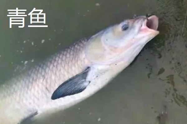 5号千又钩搭配几号子线,适合与4.0号子线、5.0号主线一起使用