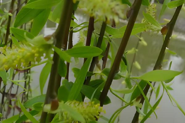 柳树是怎么传播种子的,可依靠风、动物和水力传播