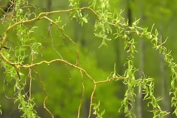 柳树是怎么传播种子的,可依靠风、动物和水力传播