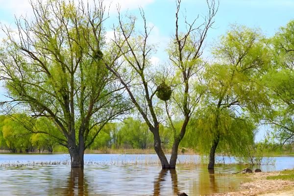 柳树是怎么传播种子的,可依靠风、动物和水力传播