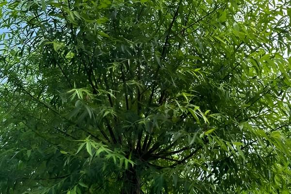 柳树是怎么传播种子的,可依靠风、动物和水力传播