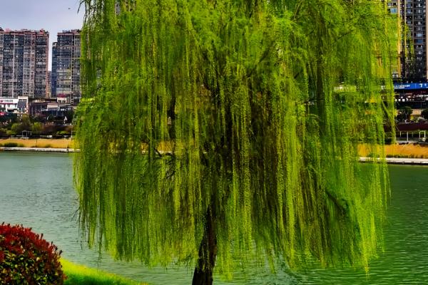 柳树是怎么传播种子的,可依靠风、动物和水力传播