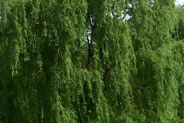 柳树是怎么传播种子的,可依靠风、动物和水力传播