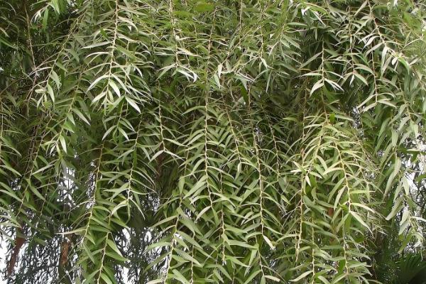 柳树是怎么传播种子的,可依靠风、动物和水力传播