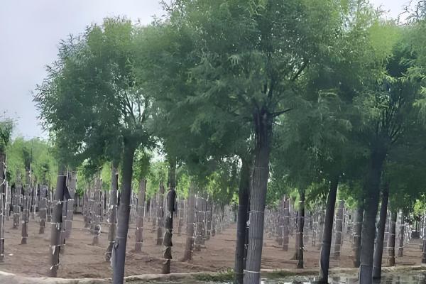 柳树是怎么传播种子的,可依靠风、动物和水力传播