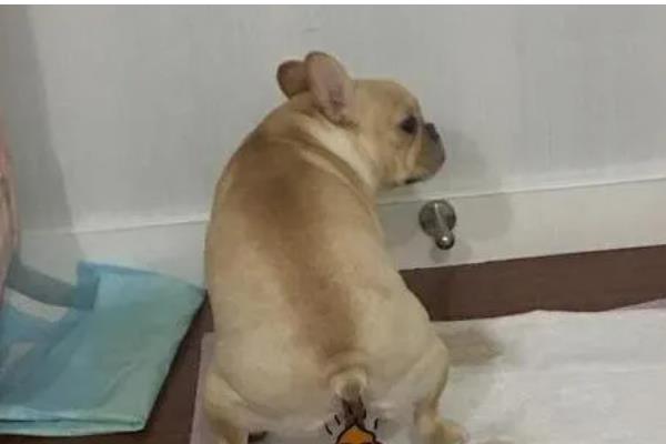 法斗犬如何训练大小便，可采用语言或食物奖励训练方法