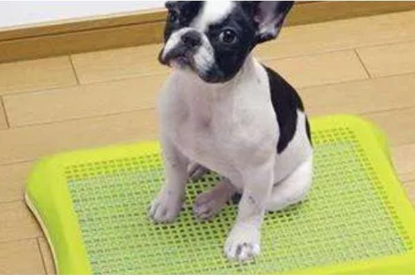 法斗犬如何训练大小便，可采用语言或食物奖励训练方法