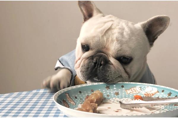 法斗犬如何训练大小便，可采用语言或食物奖励训练方法