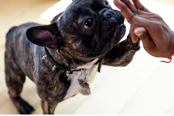 法斗犬如何训练大小便，可采用语言或食物奖励训练方法