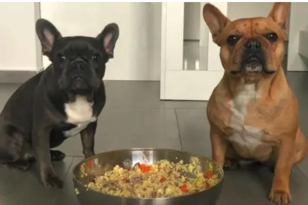 法斗犬如何训练大小便，可采用语言或食物奖励训练方法