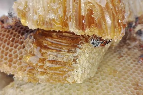 蜂巢蜜的简介,是成熟并已封上蜡盖的蜜脾