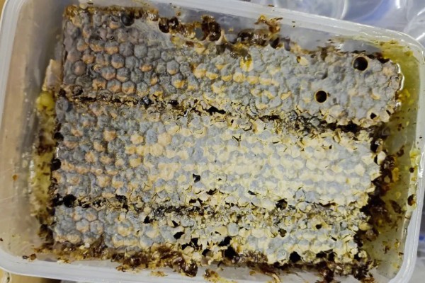 蜂巢蜜的简介,是成熟并已封上蜡盖的蜜脾