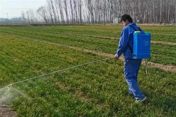 小麦打药后多久下雨没事，经4小时遇到降雨便不会有影响