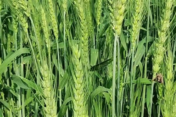 小麦打药后多久下雨没事，经4小时遇到降雨便不会有影响