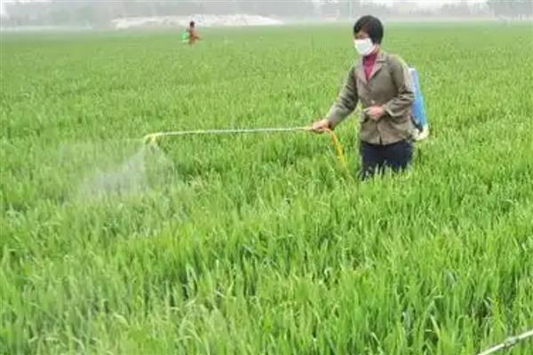 小麦打药后多久下雨没事，经4小时遇到降雨便不会有影响