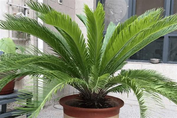 铁树怎么养殖，春秋季节每隔2-3天浇一次水