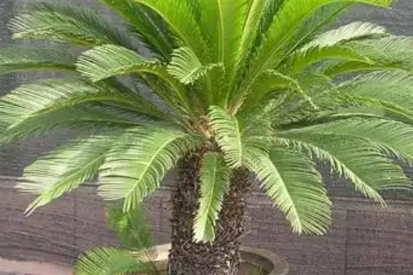 铁树怎么养殖，春秋季节每隔2-3天浇一次水