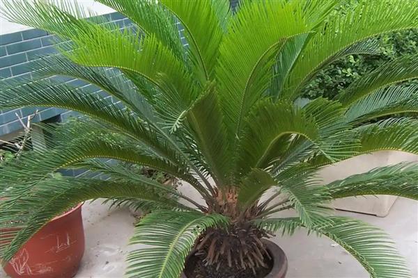 铁树怎么养殖，春秋季节每隔2-3天浇一次水