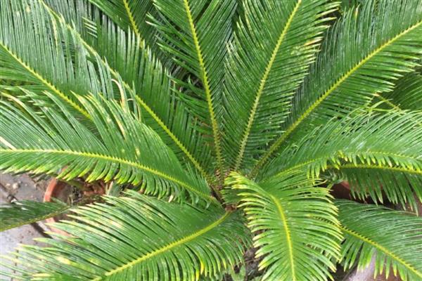 铁树怎么养殖，春秋季节每隔2-3天浇一次水