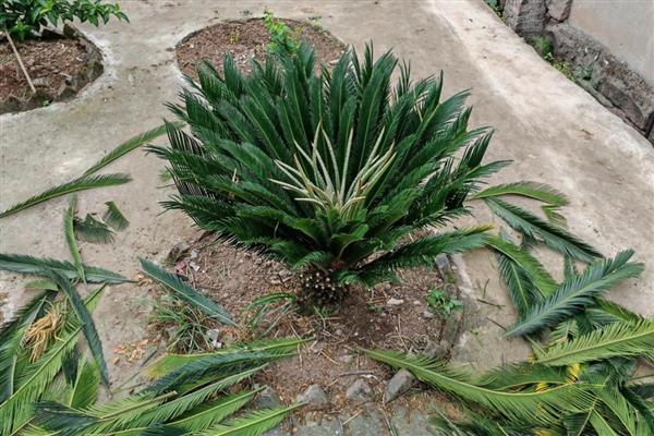 铁树怎么养殖，春秋季节每隔2-3天浇一次水