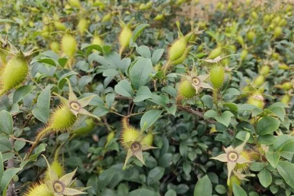 金樱子的刺如何清除，放在碾压槽中并轻轻碾压可让毛刺掉落