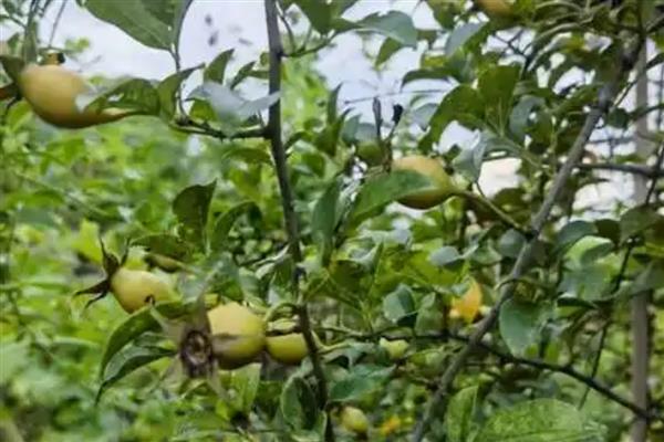 金樱子的刺如何清除，放在碾压槽中并轻轻碾压可让毛刺掉落