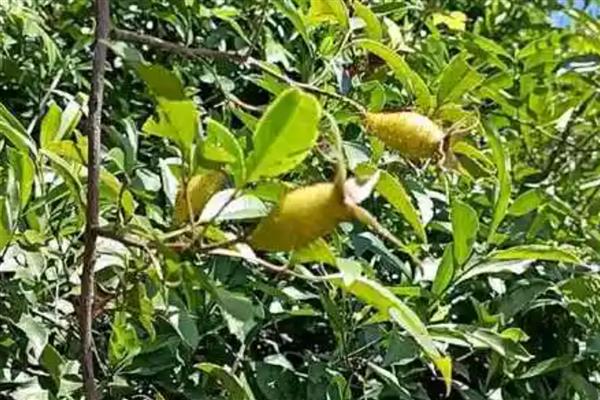 金樱子的刺如何清除，放在碾压槽中并轻轻碾压可让毛刺掉落