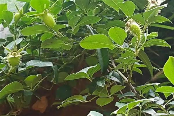 金樱子的刺如何清除，放在碾压槽中并轻轻碾压可让毛刺掉落