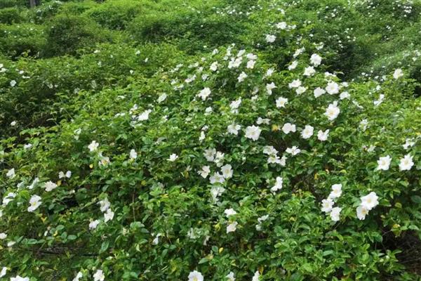 金樱子的刺如何清除，放在碾压槽中并轻轻碾压可让毛刺掉落