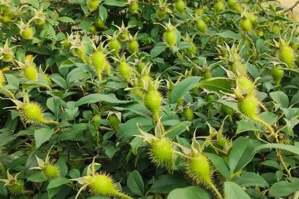 金樱子的刺如何清除，放在碾压槽中并轻轻碾压可让毛刺掉落