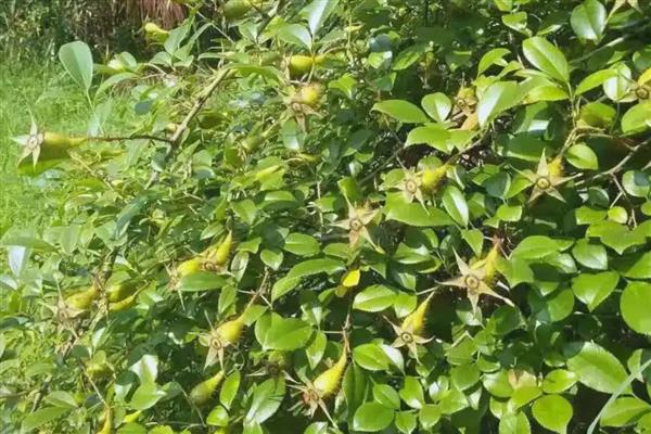 金樱子的刺如何清除，放在碾压槽中并轻轻碾压可让毛刺掉落