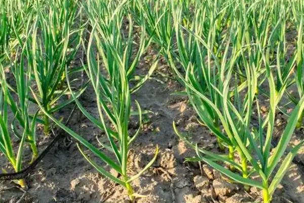 大蒜叶子上有锈斑的防治方法，先要将病叶剪掉