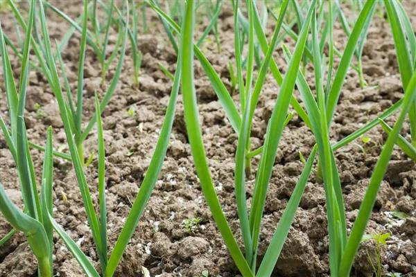 大蒜叶子上有锈斑的防治方法，先要将病叶剪掉