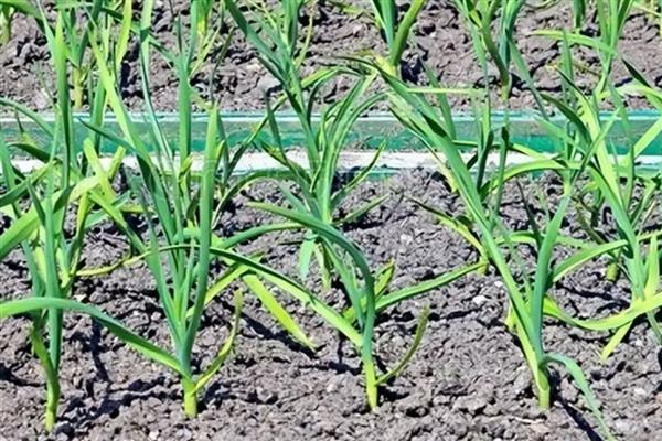 大蒜叶子上有锈斑的防治方法，先要将病叶剪掉