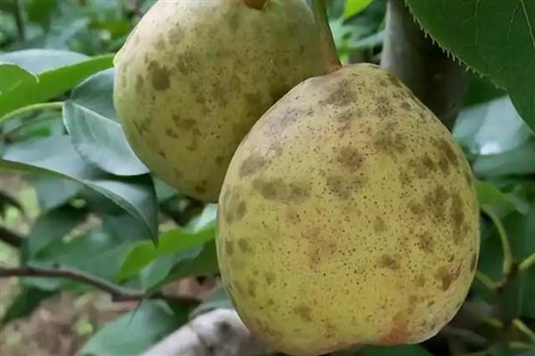 梨果黑斑病的防治方法，首先要加强栽培管理