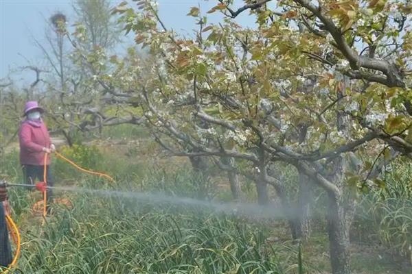 梨果黑斑病的防治方法，首先要加强栽培管理