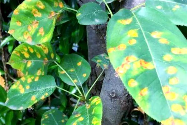 梨果黑斑病的防治方法，首先要加强栽培管理