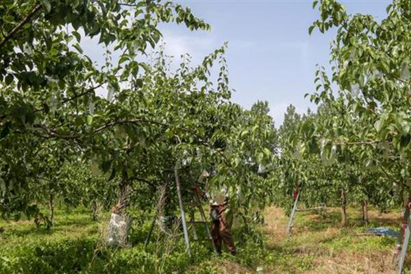 梨果黑斑病的防治方法，首先要加强栽培管理