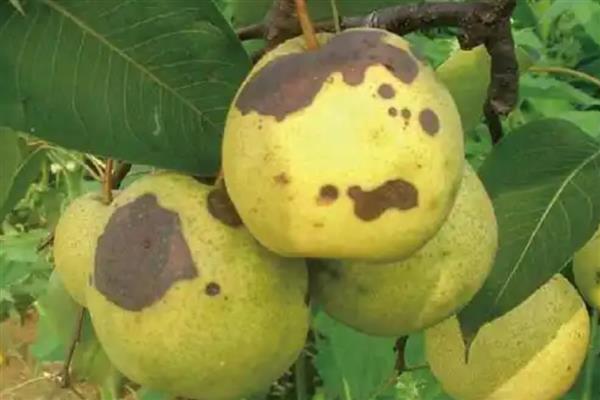 梨果黑斑病的防治方法，首先要加强栽培管理