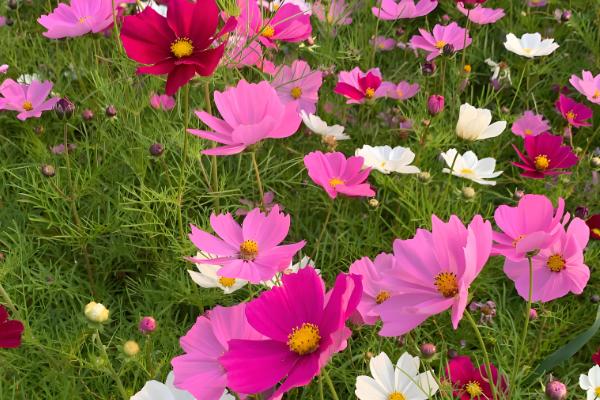 格桑花的开放时间,花期为5-10月份