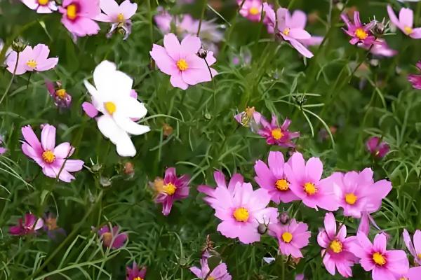 格桑花的开放时间,花期为5-10月份