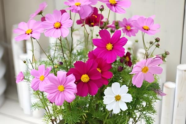 格桑花的开放时间,花期为5-10月份