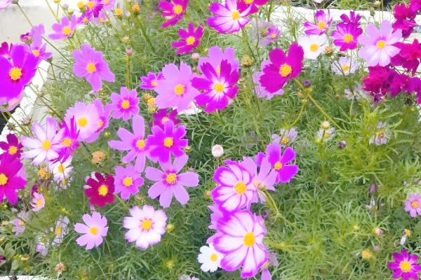 格桑花的开放时间,花期为5-10月份