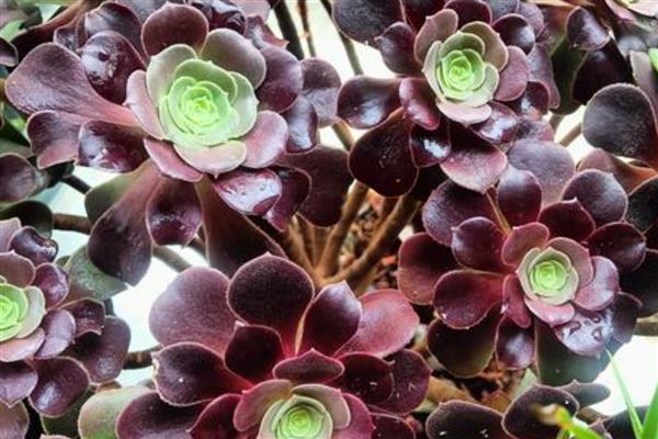 法师能无缝嫁接法师吗,可以无缝嫁接