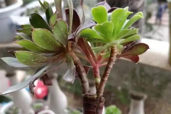 法师能无缝嫁接法师吗,可以无缝嫁接