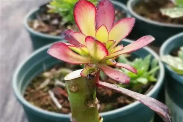 法师能无缝嫁接法师吗,可以无缝嫁接