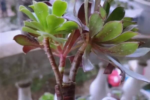 法师能无缝嫁接法师吗,可以无缝嫁接