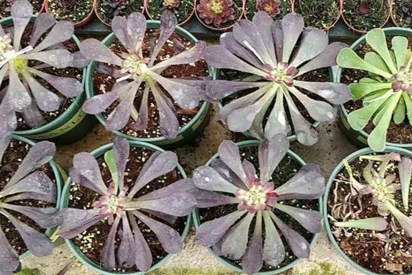 法师能无缝嫁接法师吗,可以无缝嫁接